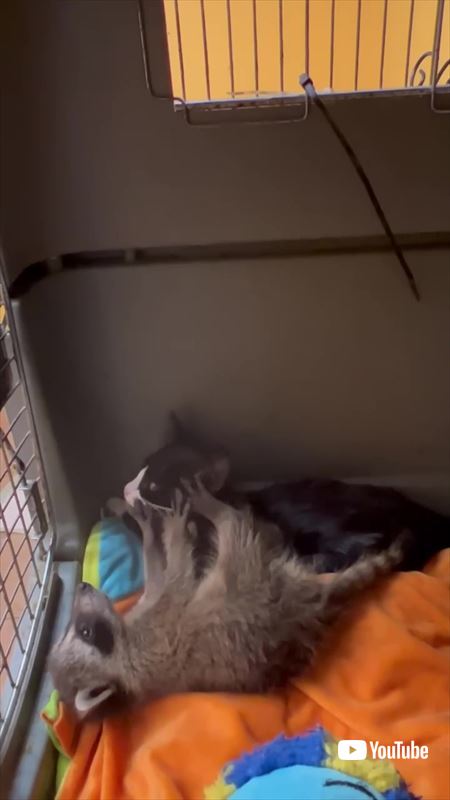 アライグマと子猫