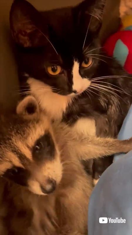 アライグマと子猫