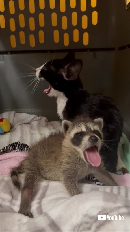 アライグマと子猫