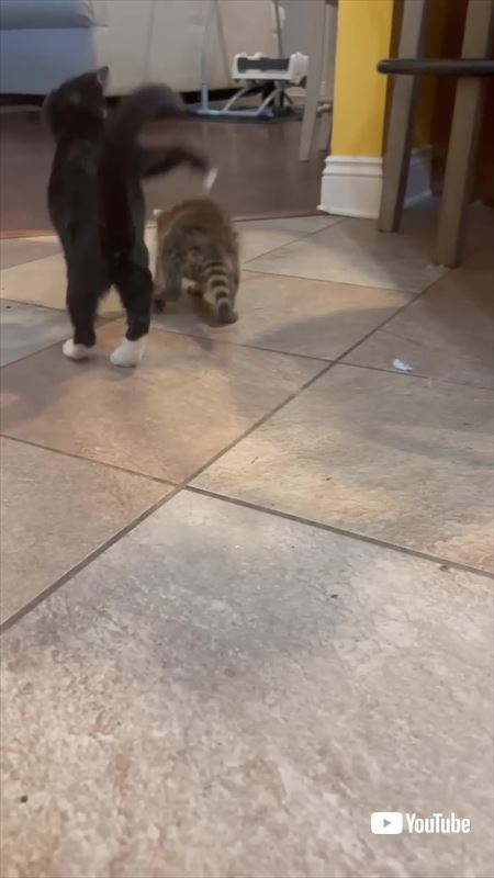 アライグマと子猫