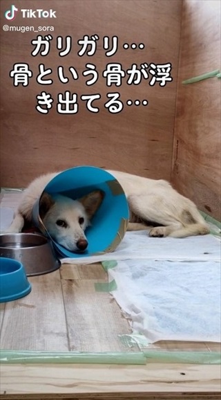 ガリガリだった犬