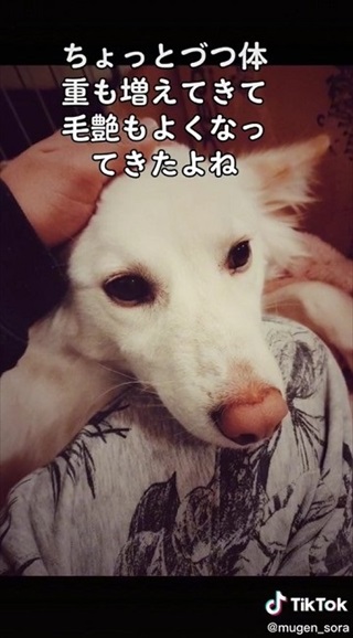 体重が増えた元野犬