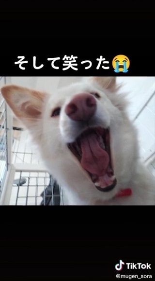 笑顔を見せるようになった元野犬