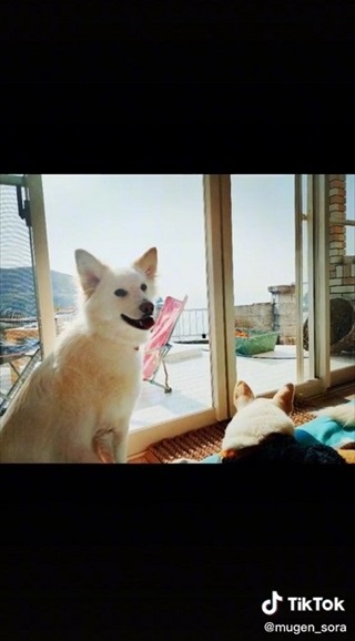 保護した野犬が笑顔を見せるように