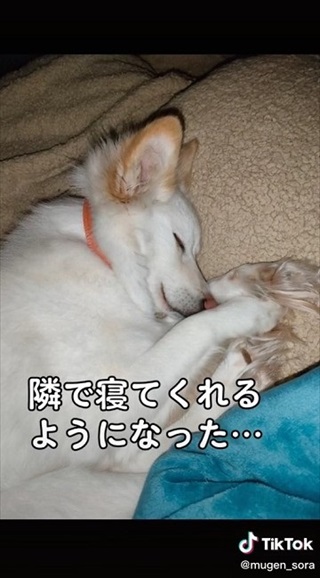 保護した野犬が笑顔を見せるように