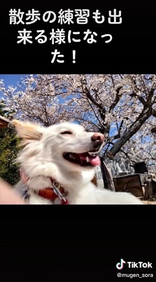 保護した野犬が笑顔を見せるように