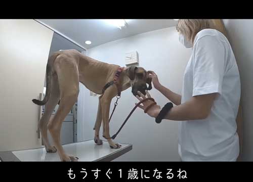 動物病院でのグレートデン