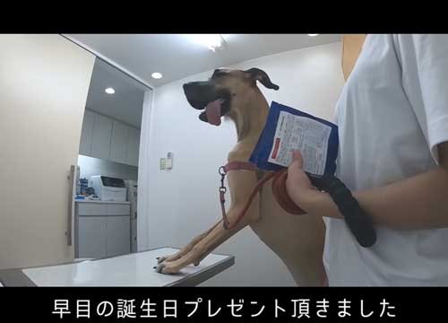 おやつをもらったグレートデン