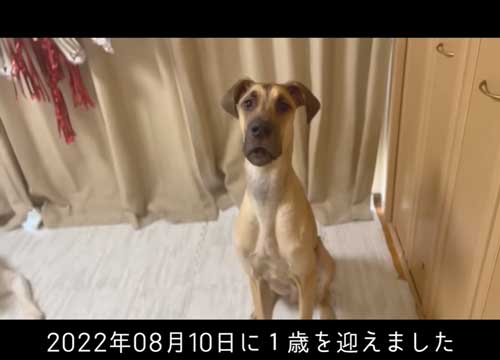 1歳の誕生日を迎えた犬