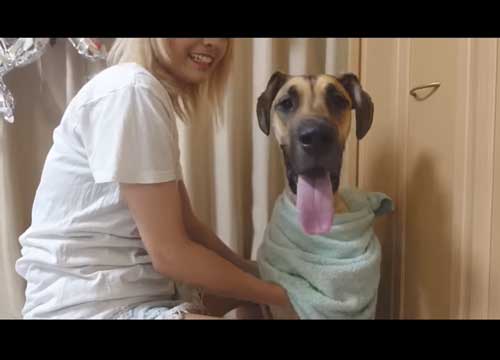 幸せそうなグレートデンの子犬