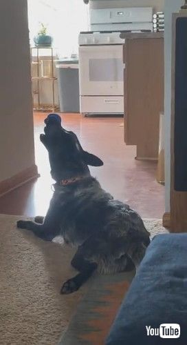 音の出るおもちゃをくわえる犬