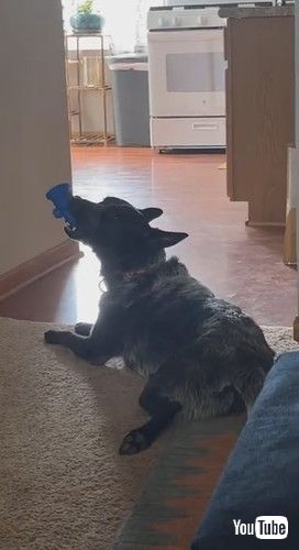 音の出るおもちゃをくわえる犬