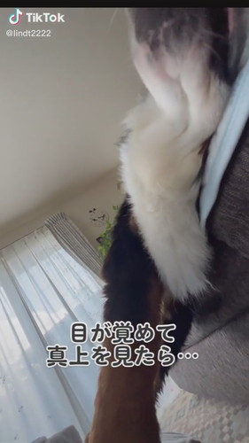 スヤスヤするリンちゃん