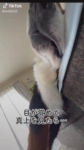 愛犬の鼻
