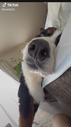 白目を向く愛犬