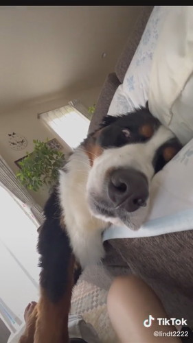 目が開いている犬