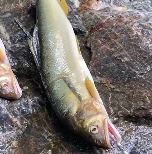 鮎に塩振って焼いて食うだけなのに最高においしそう　たき火動画が「ガチでおいそう」「鮎は塩焼きしか勝たん」と話題
