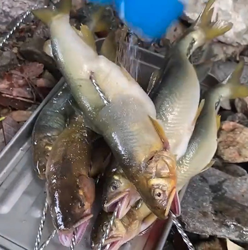 鮎に塩振って焼いて食うだけなのに最高においしそう　たき火動画が「ガチでおいそう」「鮎は塩焼きしか勝たん」と話題