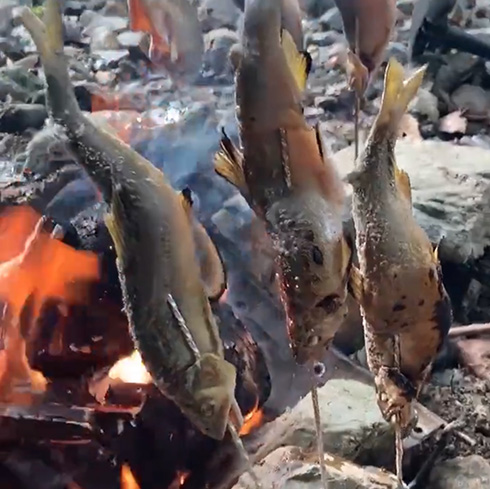鮎に塩振って焼いて食うだけなのに最高においしそう　たき火動画が「ガチでおいそう」「鮎は塩焼きしか勝たん」と話題