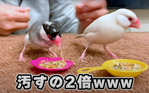 2羽の文鳥と暮らすと……