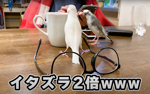 2羽の文鳥と暮らすと……