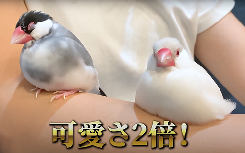 文鳥を2羽飼うとこうなります……」 ケンカしたり求愛したり忙しい