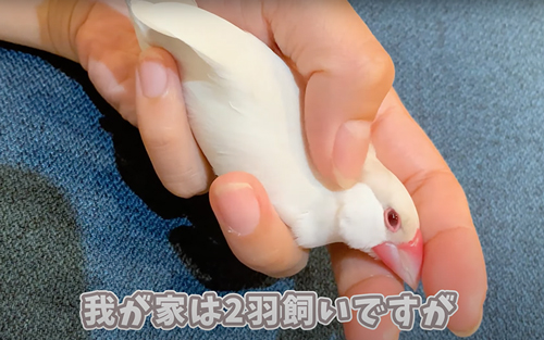 2羽の文鳥と暮らすと……