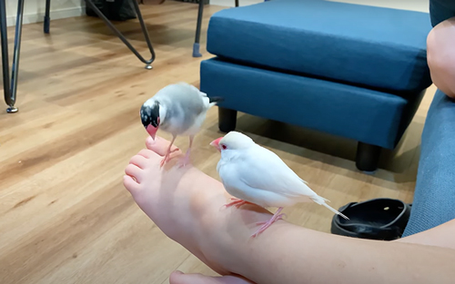 2羽の文鳥と暮らすと……