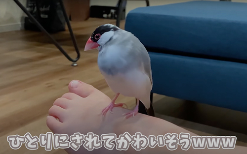 2羽の文鳥と暮らすと……