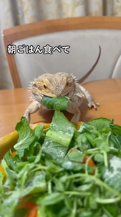 葉っぱ食べてる