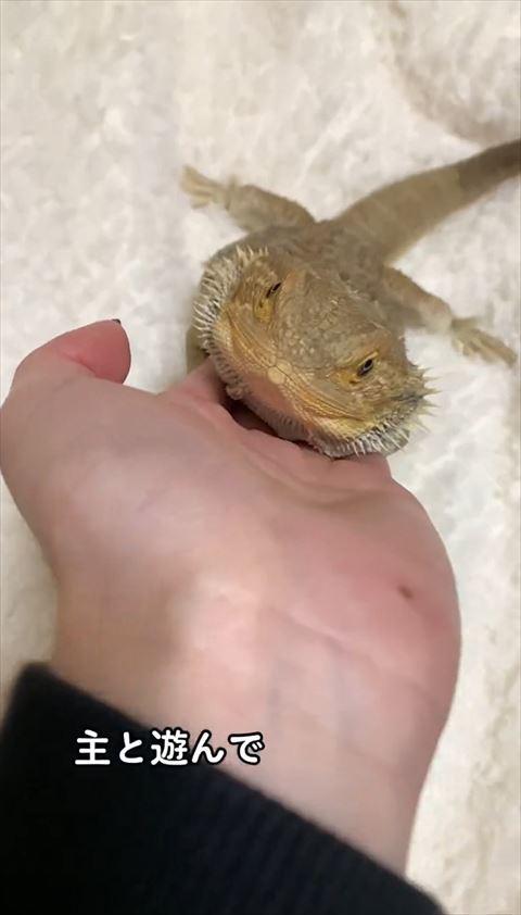 手のひらにアゴのせる