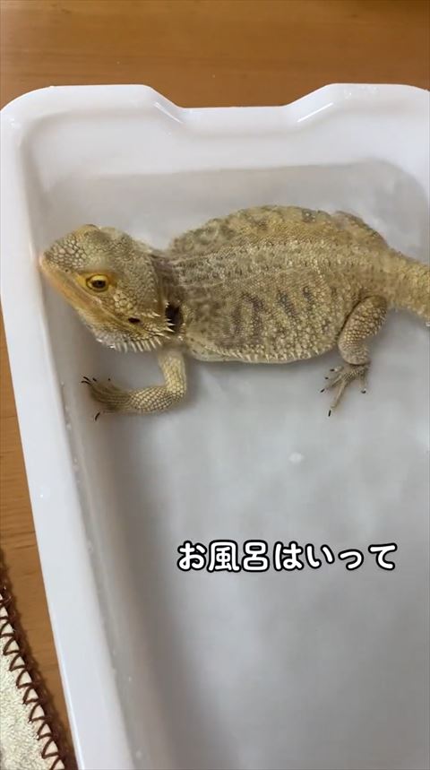 お風呂入ってる