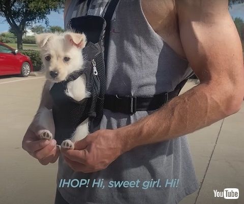 前足がない犬と四肢が不自由な犬