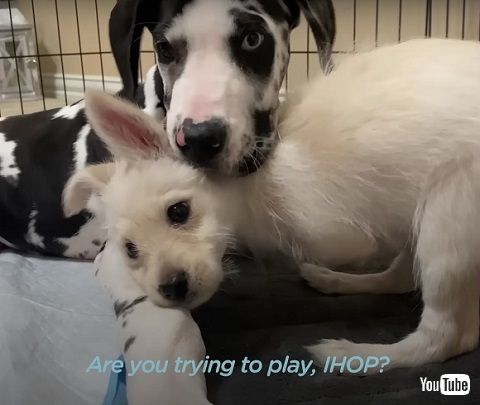 前足がない犬と四肢が不自由な犬