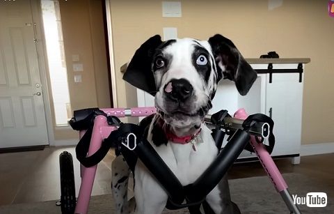 前足がない犬と四肢が不自由な犬