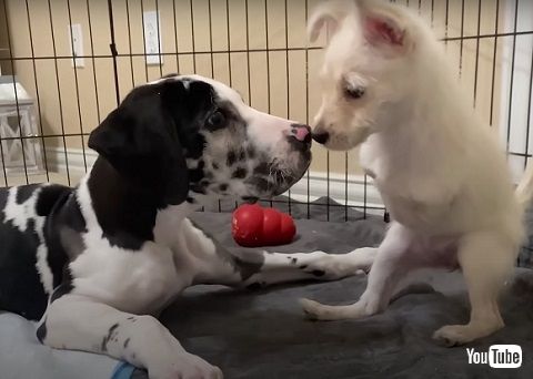 前足がない犬と四肢が不自由な犬