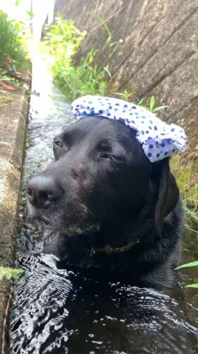 犬 ジェイくん ラブラドール・レトリバー いい湯だな 水浴び