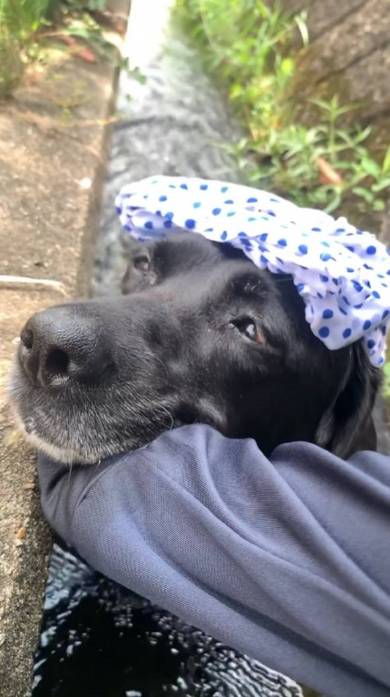 犬 ジェイくん ラブラドール・レトリバー いい湯だな 水浴び