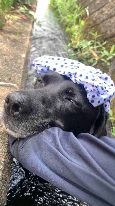 犬 ジェイくん ラブラドール・レトリバー いい湯だな 水浴び