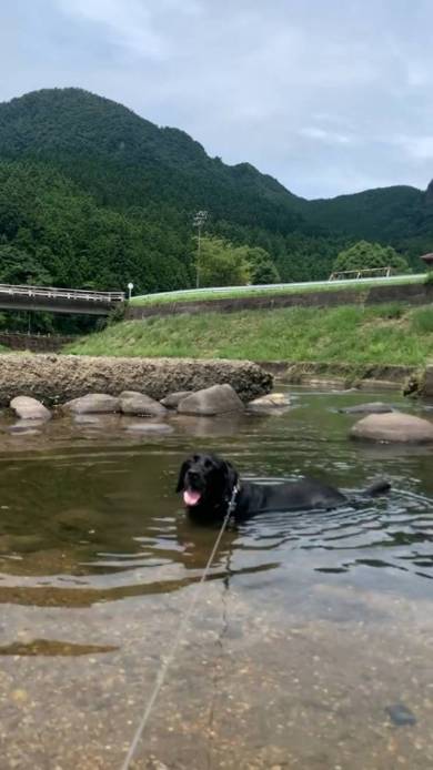 犬 ジェイくん ラブラドール・レトリバー いい湯だな 水浴び