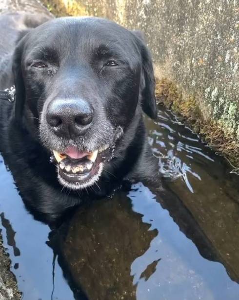 犬 ジェイくん ラブラドール・レトリバー いい湯だな 水浴び
