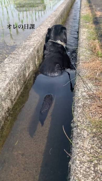 犬 ジェイくん ラブラドール・レトリバー いい湯だな 水浴び