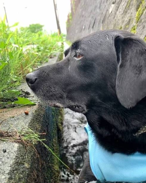 犬 ジェイくん ラブラドール・レトリバー いい湯だな 水浴び