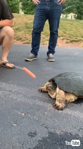 エサを食べるカミツキガメ