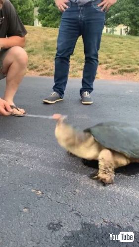 エサを食べるカミツキガメ