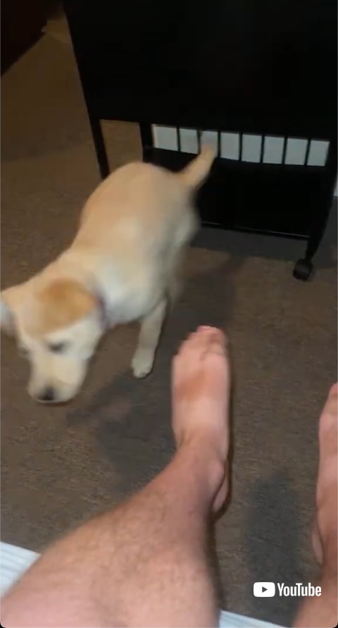 構ってほしい犬