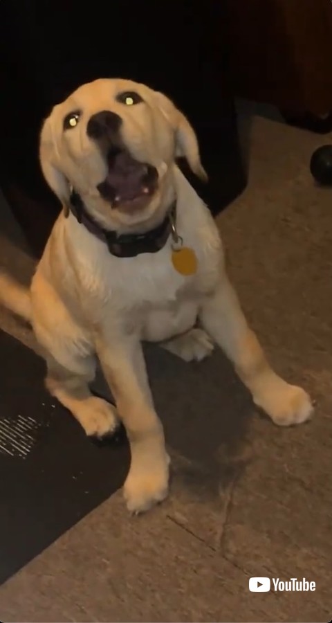 うなり声をあげる犬