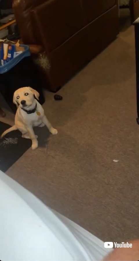 ごきげんななめなワンコ