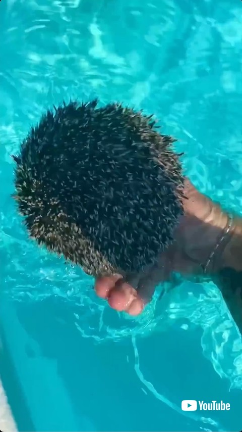 丸まるハリネズミ