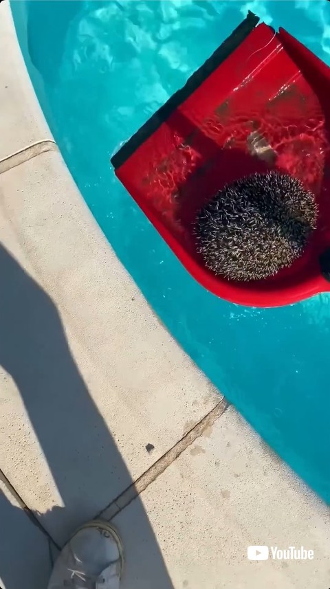 スコップで救助されるハリネズミ